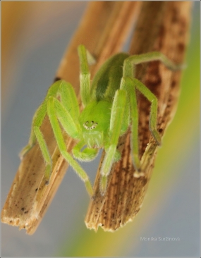 <p>MALOOČKA SMARAGDOVÁ (Micrommata virescens) ---- /Green huntsman spider - Grüne Huschspinne/</p>